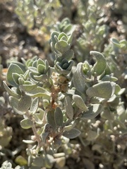 Atriplex leucophylla