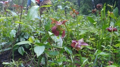 Sarracenia jonesii