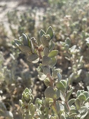 Atriplex leucophylla