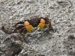 Neosarmatium australiense