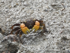 Neosarmatium australiense