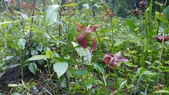 Sarracenia jonesii