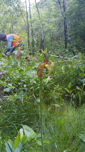 Image of Sarracenia jonesii by (c) kirk gardner, some rights reserved (CC BY)