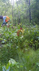 Sarracenia jonesii