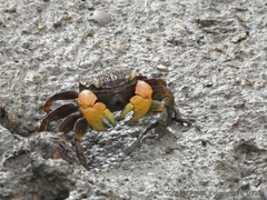 Neosarmatium australiense