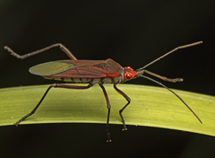 Leptocoris