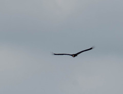 Cathartes melambrotus