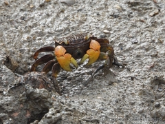 Neosarmatium australiense