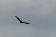 Cathartes melambrotus