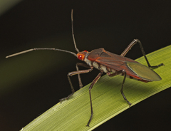 Leptocoris
