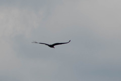 Cathartes melambrotus