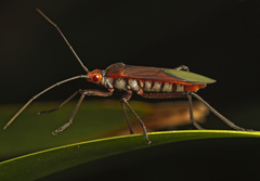 Leptocoris
