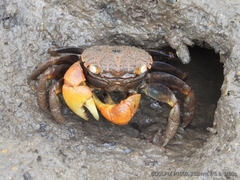 Neosarmatium australiense