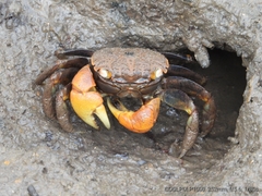 Neosarmatium australiense