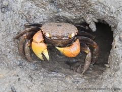 Neosarmatium australiense