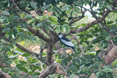 Gymnoderus foetidus