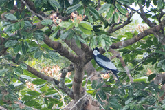 Gymnoderus foetidus