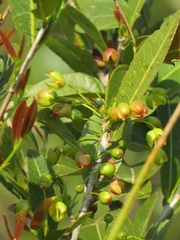 Ochna natalitia