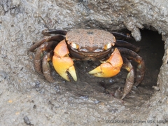 Neosarmatium australiense