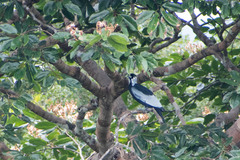 Gymnoderus foetidus