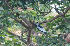 Gymnoderus foetidus