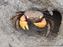 Neosarmatium australiense