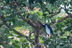 Gymnoderus foetidus