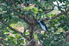 Gymnoderus foetidus