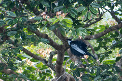 Gymnoderus foetidus