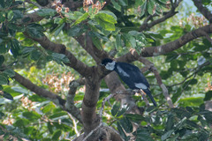 Gymnoderus foetidus