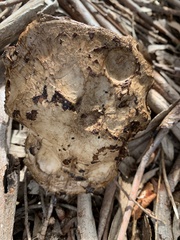 Laetiporus portentosus