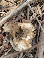 Laetiporus portentosus