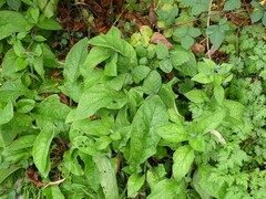 Pentaglottis sempervirens