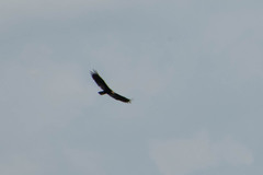 Cathartes melambrotus