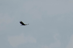 Cathartes melambrotus