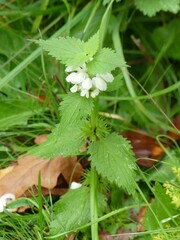 Lamium album