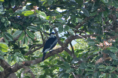 Gymnoderus foetidus