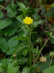 Helminthotheca echioides