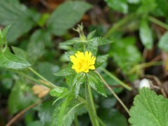 Helminthotheca echioides