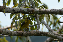 Euphonia chrysopasta
