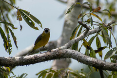Euphonia chrysopasta