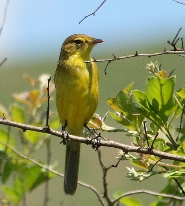 African Yellow-Warbler photo