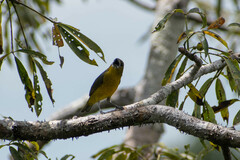Euphonia chrysopasta