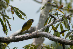 Euphonia chrysopasta