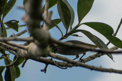 Euphonia chrysopasta
