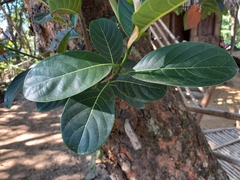 Artocarpus heterophyllus