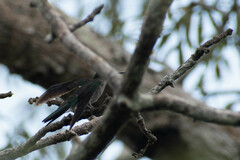 Campylopterus largipennis