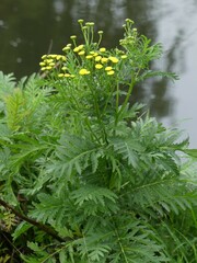 Tanacetum vulgare