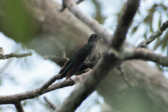 Campylopterus largipennis