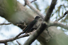 Campylopterus largipennis